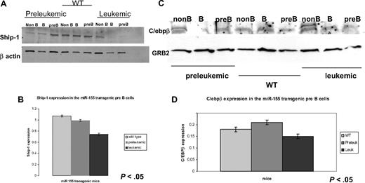 Figure 6. Western blots on flow cytometry-sorted B cells for SHIP and C/ebpβ show that miR-155 leukemic pre-B cells have lower expression of these 2 proteins compared with the wild-type counterparts. (A) Immunoblot shows a stepwise down-regulation of the SHIP expression in the pre-B and mature B cells in the leukemic sorted cells compared with their preleukemic and wild-type counterparts. (B) Densitometry for SHIP expression in pre-B cells calculated on the previous immunoblot confirms that SHIP is expressed the most in the wild-type, less in the preleukemic, and the least in the leukemic cells. (C) Immunoblot on sorted splenocytes shows a down-regulation of C/ebpβ in the pre-B cells of leukemic mice compared with their preleukemic and wild-type counterparts. (D) Densitometry for the C/ebpβ expression in different pre-B cells (wild-type, preleukemic, and leukemic), calculated on the previous immunoblot, confirms that C/ebpβ has higher expression in the leukemic pre-B cells than in the preleukemic and wild-type ones.