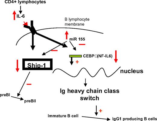 Figure 7. Schematic presentation of the proposed IL-6–SHIP–C/EBPβ–MiR-155 interactions in B cells, and their role in lineage differentiation.
