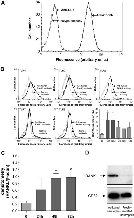 Figure 3. Expression of RANKL by human blood neutrophils. (A) Purity of neutrophils isolated from healthy human subjects. Flow cytometry was performed after incubation of neutrophils with FITC-conjugated mouse anti–human CD66b (blue line), and FITC-conjugated mouse anti–human CD3 (red dotted line). Isotype controls (black dotted line) were performed with equal concentrations of corresponding mouse IgG1. Results shown are representative of neutrophils from 10 healthy subjects. (B) Flow cytometry analysis of RANKL expression by neutrophils incubated with the TLR4 agonist LPS (100 ng/mL), the TLR2 agonist Pam3Cys-Ser-(Lys)4 hydrochloride (1 μg/mL), the TLR5 agonist flagellin (500 ng/mL), and the TLR7 and TLR 8 agonist gardiquimod (at 0.1 μg/mL and 1 μg/mL, respectively) for 48 hours. After incubation, neutrophils were treated with an anti–human RANK-L mAb followed by a FITC-conjugated anti–mouse F(ab′)2 antibody. Isotype controls (dotted line) were performed for each condition. Results are representative of 3 independent experiments. Histograms represent means (± SEM) of the percentage of cells expressing RANKL; control cells (Ctl) are freshly isolated neutrophils (n = 3). Statistical analysis: unpaired t test, *P < .05 (TLR vs Ctl). (C) Expression of RANKL mRNA by human blood neutrophils incubated with 100 ng/mL LPS for 24, 48, and 72 hours. RNA extraction and semiquantitative reverse-transcription–PCR were performed for freshly isolated neutrophils (0) and LPS-stimulated neutrophils; β-actin gene served as an internal control. Histograms represent means (± SEM) of ratios of densitometric values for RANKL/β-actin (n = 3). Student paired t test: *P < .05 (LPS-stimulated vs freshly isolated neutrophils). (D) RANKL is detected in membranes of LPS-activated neutrophils by Western blotting with a primary mouse anti–human RANKL IgG Ab and a secondary HRP-conjugated anti–mouse Ab. Membranes correspond to 500 000 freshly isolated or LPS-activated neutrophils. CD32 serves to verify the integrity of neutrophil membranes.
