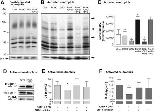Figure 7. Signaling through surface RANKL of activated neutrophils: tyrosine phosphorylation of proteins and regulation of cytokine production. (A) Freshly isolated human neutrophils and (B) LPS-activated neutrophils (20 × 106/mL) were incubated for 30 minutes at 37°C with vehicle alone (C-ve), 1 μg/mL rhRANK polypeptide, 1 μg/mL rhOPG, and 1 μg/mL rhRANK peptide + 1 μg/mL rhOPG. Activated neutrophils were also preincubated for 15 minutes with 10 μM PP2 or PP3, and further incubated for 30 minutes at 37°C with rhRANK peptide + rhOPG. Cells were preincubated with 1 mM di-isopropyl-fluorophosphate for 10 minutes. Equal volume of boiling 2 × modified Laemmli sample buffer was added to incubations. Membranes were immunoblotted with a primary antiphosphotyrosine mAb followed by a secondary HRP-labeled goat anti–mouse IgG antibody. Bottom panels indicate sample loading after reblotting the same membrane with an anti-Lyn mAb. Results are representative of 3 independent experiments. (C) Histograms represent global densitometry (expressed in arbitrary units) of immunorecognized bands. Values are means ± SEM (n = 3). Statistical analysis: one-way ANOVA and Newman-Keuls Multiple comparison posttest (RANK vs RANK + OPG, a for P < .05; OPG vs RANK + OPG, b for P < .01; C-ve vs RANK + OPG, c for P < .05, RANK + OPG + PP2 vs RANK + OPG or RANK + OPG + PP3, d for P < .01). (D) Activated neutrophils (20 × 106/mL) were incubated for 30 minutes at 37°C with vehicle alone (C-ve) and rhRANK peptide + rhOPG. Cells were lysed in nondenaturing lysis buffer containing 0.6% CHAPS, centrifuged at 13 000g at 4°C, and the supernatants were immunoprecipitated (IP) for SHP-1 and Syk proteins using anti–SHP-1 (sc-287) or anti-Syk (MAB88906; Chemicon) antibodies. SHP-1 immunoprecipitates were revealed with antiphosphotyrosine mAb (pY) or anti–SHP-1 mAb (ab660; Abcam) by Western blotting (WB). Syk immunoprecipitates were revealed with antiphosphotyrosine mAb. Results are representative of 3 independent experiments. (E-F) LPS-activated neutrophils (5 × 106/mL) were preincubated with vehicle or with 20 μM SHP-1 inhibitor α-bromo-4-hydroxyacetophenone 4-hydroxyphenacyl Br (Calbiochem) for 15 minutes and then incubated for 24 hours with vehicle or with rhRANK peptide + rhOPG. IL-8 and IL-1β were measured in supernatants by ELISA. Results of IL-8 and IL-1β are expressed in nanograms per milliliter (ng/mL) and picograms per milliliter (pg/mL), respectively (mean ± SEM, n = 5 for IL-8 and n = 4 for IL-1β). Statistics: paired t test, *P < .05 (RANK + OPG vs vehicle).