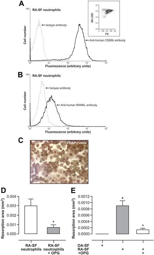 Figure 8. RA-SF neutrophils and blood neutrophils preactivated by cell-free RA-SF mediate functional osteoclastogenesis from human monocyte precursors via RANKL. (A) Purity of neutrophils from RA-SF. Flow cytometry was performed after incubation of neutrophils with FITC-conjugated mouse anti–human CD66b (solid line). Isotype controls (dashed line) were performed with equal concentrations of corresponding mouse IgG1. Inset represents forward and side light scatter. Results are representative of neutrophils from SF of 3 RA patients with flare-up. (B) Surface expression of RANKL by neutrophils from RA-SF. Flow cytometry was performed after incubation of neutrophils with an anti–human RANKL mAb followed by a FITC-conjugated anti–mouse F(ab′)2 antibody. Results are representative of neutrophils from SF of 3 RA patients with flare-up. (C) RA-SF neutrophils were fixed with 2% PFA, repeatedly washed, and added (106/well) to cultures of human peripheral blood monocytes in 96-well plates without addition of exogenous RANKL. After 10 days of coculture, TRAP-positive cells were observed with light microscope (magnification, ×200). Results are representative of neutrophils from 3 RA-SF. (D) Mature OCs without exogenous RANKL were incubated on Osteologic discs with fixed RA-SF neutrophils in the presence or absence of 2 μg/mL rhOPG. Resorption pits were evaluated after an additional 10 days of coculture. Histograms represent resorption area expressed in square millimeter (mm2; mean ± SEM). Results are representative of 3 independent experiments performed in duplicates. Statistical analysis: unpaired t test, *P < .02. (E) Freshly isolated neutrophils preincubated in cell-free RA-SF or cell-free OA-SF for 24 hours were fixed with 2% PFA, repeatedly washed, and added (106/well) to mature OCs on Osteologic discs without addition of exogenous RANKL, and with or without pretreatment with 2 μg/mL rhOPG. Cells were removed after 10 days of culture and resorption lacunae were analyzed under light microscope. Histograms represent resorption area expressed in square millimeter (mm2; mean ± SEM). Results shown are representative of 3 independent experiments performed in duplicates. Statistical analysis: unpaired t test, *P < .02 (RA-SF vs RA-SF + OPG); +P < .02 (RA-SF vs OA-SF).