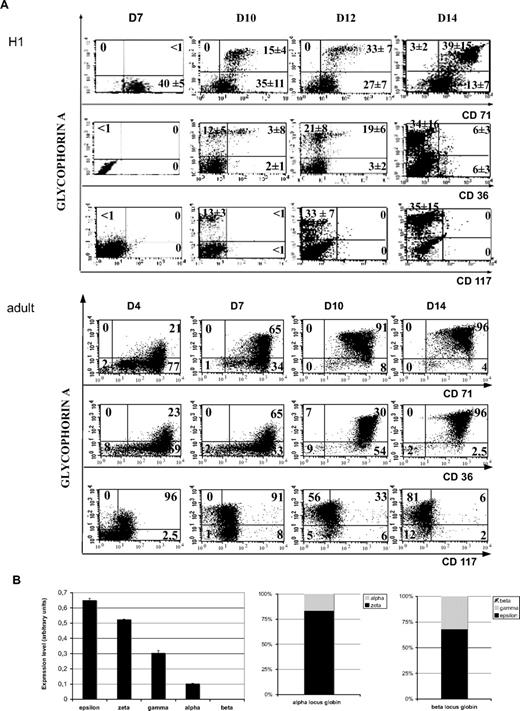 Figure 1. Coculture of human H1 hES cells with the OP9 stromal cell line results in simultaneous generation of mature erythroid and megakaryocytic cells. (A) Kinetics of erythroid maturation studied by flow cytometry. Embryonic (top panel) and adult (bottom panel) erythroid cells, obtained from the differentiation of mobilized CD34+ cells, cultured in the presence of SCF, EPO, and IL-3, were analyzed for the expression of GPA, CD36, and CD71 erythroid differentiation markers. The cells were also incubated with isotype-matched irrelevant antibodies as negative controls. 7-AAD–positive cells were excluded from the analyses by appropriate gating. Figure shows representative diagrams of 3 repeated determinations derived from H1 ES cell line. Values in each quadrant are the mean ± SD of 3 independent experiments. (B) Globin chains expression in hES-derived erythrocytic cells. On the left, histograms show mRNA expression of globin chains obtained using the quantitative PCR assay performed in triplicate. The error bars represent SD. The level of globin chain expression is illustrated. On the right, results are presented with respect to their gene locus. Bars represent expression levels of indicated transcripts relative to the overall expression of the α- or the β-gene locus.