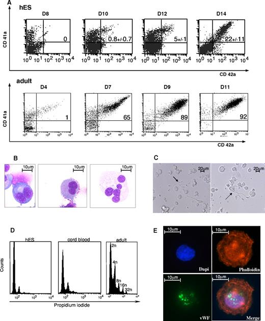 Figure 2. MK maturation derived from H9 hES cell. (A) CD41 and CD42 flow cytometry analysis. Expression of CD41 and CD42 MK differentiation markers, shown, respectively on the y-axis and x-axis of the dot plot, were analyzed in embryonic (left) and adult (right) megakaryocytic cells. As previously described in Figure 1A, the cells were incubated with isotype-matched irrelevant antibodies as negative controls, and dead cells were excluded from the analyses. Representative histograms and values in each quadrant are the mean ± SD of 3 independent experiments. (B) May-Grünwald-Giemsa-stained cytospins of CD41+CD42+ subsets isolated from a hES/OP9 coculture from day 14 to day 16. Various levels of maturation were observed in immature MK (first on the left) compared with mature MK (last on the right). (C) Light microscopy image of proplatelet formation in serum-free cultures. (D) Immunofluorescent staining of an MK with anti-VWF polyclonal antibody (green) and phalloidin (red) showed a granular pattern of labeling for VWF. MKs were left to adhere on polylysine-coated slides for immunolabeling and detection of cytoskeletal components. The images were acquired using a Zeiss laser scanning microscope (LSM 510; Carl Zeiss) or an inverted Leica DM IFBE microscope (Leica Microsystems) with a 63×/1.0 NA oil objective. (E) Ploidy distribution was measured by flow cytometry after staining hES-derived MKs with propidium iodide from day 14 to 16, CD34+ cord blood–derived MKs at day 10, and CD34+ leukapheresis-derived MKs at day 10.