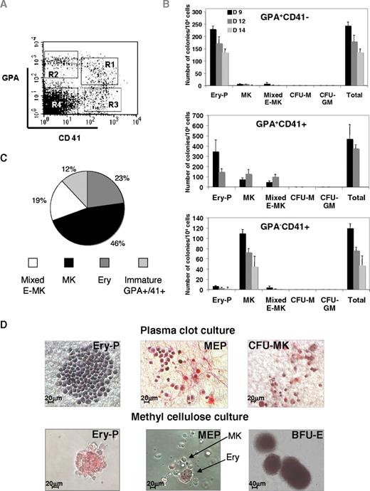 Figure 4. Differential expression of CD41 and GPA permits subfractionation of a compartment of primitive embryonic erythro-megakaryocytic progenitors. (A) Sorting strategy used to fractionate the erythro-MK progenitors. H1 hES cells were analyzed by flow cytometry after 12 days of differentiation. Cells within the CD41+ cell population were examined for GPA coexpression and subdivided into CD41+GPA+ (R1), CD41−GPA+ (R2), CD41+GPA− (R3), and CD41−GPA− (R4) cell fractions. (B) Colony-forming potential of the different GPA/CD41 cell populations derived from H1 hES cells. Cells sorted at day 9, 12, and 14 were seeded into fibrin clot culture and tested for their colony-forming potential. Cultures were allowed to grow for 7 to 10 days, fixed, and stained with an anti-CD42 antibody. Colonies were scored under an inverted microscope for Ery-P (erythroid colony), MK (megakaryocytic colony), mixed E-MK (bipotent erythroid/MK), CFU-M (macrophage colony), and CFU-GM (granulo-macrophagic colony). Data represent the mean value ± SD from 3 experiments. Although mixed E-MK colonies were present in all tested subpopulations, multivariate analysis of variance showed that the highest frequency was found within the GPA+CD41+ fraction (P < .001). (C) Analysis of the cell composition of indivdual clones derived from H9 GPA+CD41+ cells. GPA+CD41+ cells were sorted after 12 days from hES /OP9 cocultures and seeded on MS5 feeder layer at 1 cell per well, in medium containing hES-tested FBS and a combination of SCF, EPO, TPO, and IL-3. The results presented are those obtained from 75 clones analyzed at day 7 and day 12 of culture after labeling with directly conjugated anti-GPA and anti-CD41 monoclonal antibodies. (D) Semisolid assays. (Top panel) Immunostaining of fibrin clot colonies grown in fibrin clots in the presence of a cocktail of cytokines. The primitive erythroid colony (Ery-P), mixed erythro-megakaryocytic colony (MEP), and pure megakaryocytic colony (CFU-MK) were stained with an anti-CD41 Ab (pink). (Bottom panel) Methylcellulose cultures showing typical primitive erythroid colonies (Ery-P) and mixed E-MK colonies containing erythroblasts and megakaryocytes (MEP). Colonies with typical morphologic features of BFU-E obtained from the double-negative population are clearly different from Ery-P–derived colonies. Colonies were examined under a Zeiss laser scanning microscope (LSM 510; Carl Zeiss) equipped with a 63×/1.4 numerical aperture (NA) oil objective (original magnifications 20× and 10×; MEP in fibrin clot and BFU-E).