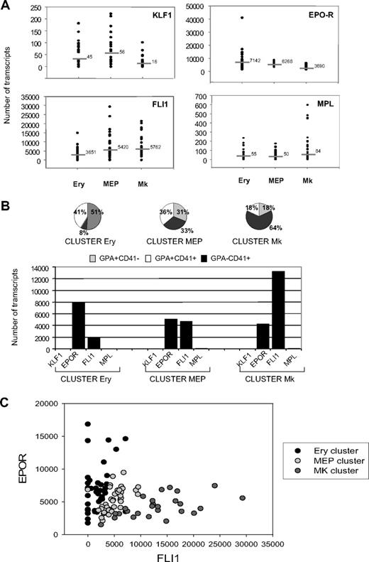 Figure 6. Expression of EPOR and FLI1 discriminates the progressive commitment of progenitor cells in the GPA+CD41+ cell fraction. (A) Scatter plot indicating transcript levels for KLF1, EPOR, FLI1, and MPL in Ery, MEP, and MK fractions. Each dot represents the absolute number of transcripts present in each cell. Horizontal bars represent the average levels for each gene in the various populations calculated considering the log normal distribution of the data (Shapiro-Wilk normality test run to confirm that the transcript distribution is log-normal at 95% significance level; P = .05). The absolute number of transcripts for each gene was retrieved by comparing threshold cycle values of the cDNAs to those obtained from a dilution series of a well-defined quantity of a purified PCR product. (B) Unsupervised cluster analysis (K-means) of expression of EPOR, MPL, KLF1, and FLI1 in Ery, MEP, and MK fractions at a single-cell level. The gene transcript values of the 4 genes in the overall fractions were integrated together to assess for independent clustering in specific patter of expression. Three clusters were identified: cluster Ery, cluster MEP, and cluster MK (top panel). Names were given according to the main cell type represented in each cluster (cluster Ery with 52% of cells GPA+CD41−, cluster MK with 64% of cells GPA−CD41+). The cluster MEP was equally represented by the GPA+CD41−, GPA+CD41+, and GPA−CD41+ cell subsets. Profiles of gene expression were derived to describe each individual cluster (bottom panel). (C) Dot plot distribution between EPOR and FLI1 at a single-cell level. Spots from Ery, MEP, and MK clusters were colored differently. Each spot represents a single cell. Here, 3 clouds of points are observed, where cells in the MEP cluster progressively commit to the Ery or MK cluster by increasing the number of copies of EPOR or FLI1 transcripts, respectively.