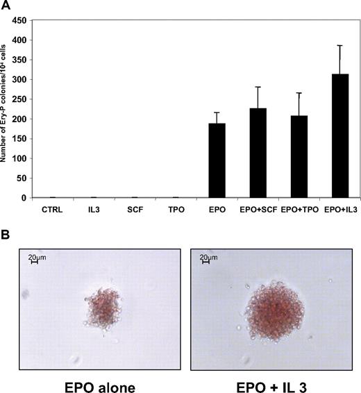 Figure 7. Erythropoietin is absolutely required for human primitive embryonic erythropoiesis. (A) Methylcellulose colony assay in various growth factor combinations. GPA+CD41+ cells were sorted at day 12 of hES/OP9 coculture and tested for colony-forming activity in the presence of different combinations of cytokines, as indicated. Cytokines were used at the following concentrations: EPO, 2 U/mL; TPO, 50 ng/mL; SCF, 50 ng/mL; and IL-3, 100 U/mL. Colonies were scored at day 9 of culture. The mean ± SD of 3 experiments is presented. (B) Morphology of Ery-P colonies grown with EPO alone (left) or with EPO + IL-3 (right). Note the difference in colony sizes.