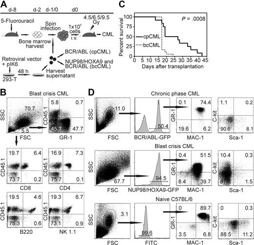Figure 1. Model of CML-like disease in mice. (A) Schema of retroviral bone marrow transduction and transplantation to irradiated recipient mice. (B) Donor bone marrow (CD45.2+) was transferred into CD45.1+ recipient mice (irradiated with 4.5 Gy). Twenty days later, PBMCs were stained for GR-1, CD8, CD4, B220, and NK1.1, and analyzed by flow cytometry. Representative dot plots of 1 of 6 mice are shown. (C) Survival of cpCML (—, n = 12) and bcCML (, n = 18) mice is shown in Kaplan-Meier plots. Statistical comparison was performed with the log-rank test. (D) Phenotypical characterization of GFP+ leukemic cells in cpCML and bcCML mice. Cells were gated on granulocytes in control C57BL/6 mice and on transduced granulocyte populations in cpCML and bcCML mice. One representative staining of 5 is shown.