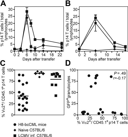Figure 3. Adoptive transfer of leukemia-specific TCR transgenic CD8+ T cells to H8-bcCML mice. Purified p14 CD8+ T cells (CD45.1+CD8+Vα2+) were adoptively transferred to H8-bcCML mice (●), to naive C57BL/6 control mice (♦), and to C57BL/6 mice infected with 104 pfu of LCMV (■). (A-B) The expansion of the transferred p14 CD8+ T cells (CD45.1+) was analyzed in the blood (A) and spleen (B) by flow cytometry analysis. (C) The expression of the leukemia-specific TCR Vα2 on the transferred p14 CD8+ T cells (CD45.1+) was analyzed in blood 3 days after transfer by flow cytometry analysis. (D) The expression of the TCR Vα2 was compared with the percentage of leukemic granulocytes (GFP+) in the blood 3 days after transfer. Results are pooled from 5 independent experiments. Statistical comparison was made using the Spearman correlation.