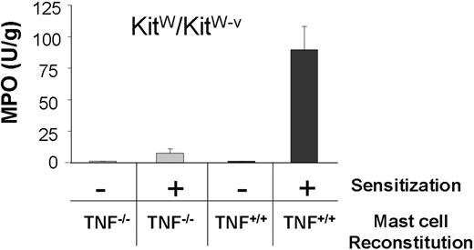 Figure 3. Only TNF+/+ mast cells reconstitute PMN recruitment in KitW/KitW-v ears. MPO activity in protein extracts of ear tissue from KitW/KitW-v mice reconstituted with either TNF−/− () or TNF+/+ (■) mast cells. Ear tissue was harvested 24 hours after TNCB challenge from sensitized and naive KitW/KitW-v mice (n = 2).