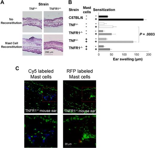 Figure 4. TNF+/+ mast cells reconstitute DTHRs in TNF−/− ears but not in TNFR1−/− ears. (A) Representative visualization of PMN infiltrates, tissue necrosis, and edema. Ear sections from TNF−/− (top left), TNFR1−/− (top right), mast cell-reconstituted TNF−/− mice (bottom left), and TNFR1−/− mice (bottom right) were fixed 24 hours after ear challenge and then stained with hematoxylin and eosin. (B) Hapten-specific DTHRs in C57BL/6 wild-type, TNF−/−, TNFR1−/−, mast cell–reconstituted TNF−/−, or mast cell–reconstituted TNFR1−/− mice. Ear swelling was measured 24 hours after TNCB challenge (n = 4-6). (C) Confocal microscopy of intracutaneously engrafted Cy5 (left) and red fluorescent protein (right) stained mast cells in ears of TNFR1−/− mice 5 days after mast cell engraftment (top represents overview; bottom represents detail).