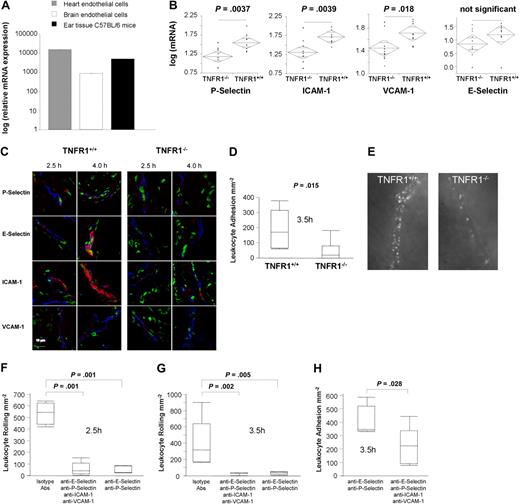 Figure 5. Altered adhesion molecule expression and reduced leukocyte adhesion in TNFR1−/− mice. (A) mRNA expression of TNFR1 in mouse heart ECs, brain ECs, and mouse ear (data were normalized to aldolase expression; relative mRNA expression was calculated by dividing TNFR1 mRNA expression of TNFR1+/+ mice, mouse heart ECs, and brain ECs though the background TNFR1 mRNA in TNFR1−/− mice, corresponding to the detection limit, set as 1). (B) mRNA expression of P-selectin, E-selectin, ICAM-1, and VCAM-1 in TNFR1−/− mice and TNFR1+/+ mice, 4 hours after elicitation of DTHR (data were normalized to aldolase expression). Data are given in a decade log scale (n = 9 or 10). (C) Immunofluorescence staining of P-selectin, E-selectin, ICAM-1, and VCAM-1 (red) 2.5 hours and 4.0 hours after TNCB challenge in TNFR1+/+ and TNFR1−/− mice (green represents nuclei; blue represents type IV collagen; n = 3). (D) Leukocyte adhesion to vascular endothelia in TNFR1+/+ and TNFR1−/− mice 3.5 hours after elicitation of DTHR as determined by intravital fluorescent microscopy (n = 6 or 7). (E) Noninvasive intravital microscopy images of leukocyte adhesion to vascular endothelia in TNFR1+/+ and TNFR1−/− mice, 4.5 hours after elicitation of DTHR (supplemental Videos 1,2). (F) Leukocyte rolling and (G) firm adhesion of rhodamine-stained leukocytes to vascular endothelia in TNFR1+/+ mice after application of P-selectin, E-selectin, ICAM-1, and VCAM-1 blocking Abs or istotype control 2.5 and 3.5 hours after elicitation of DTHR. Analysis was performed by intravital fluorescent microscopy (n = 5-7).