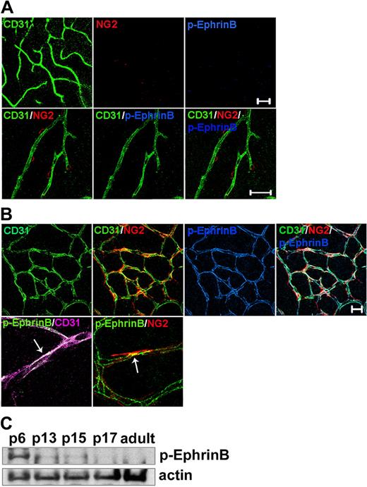 Figure 1. EphrinB is phosphorylated in developing, but not adult mouse retinal vessels. Retinal whole mounts from (A) adult (3-month-old) and (B) P6 mice were immunostained for CD31 (endothelial cells), NG2 (pericytes), and phospho (p)-EphrinB. Representative confocal images showing broad p-EphrinB detection in retinal vessels of P6, but not adult mice, overlapping with CD31 and partly NG2 immunostaining. Scale bars in panels A and B represent 20 μm. (C) p-EphrinB in retinal extracts from mice of different ages (from P6 to adult) detected by immunoblotting. The blot was stripped and reprobed for actin.