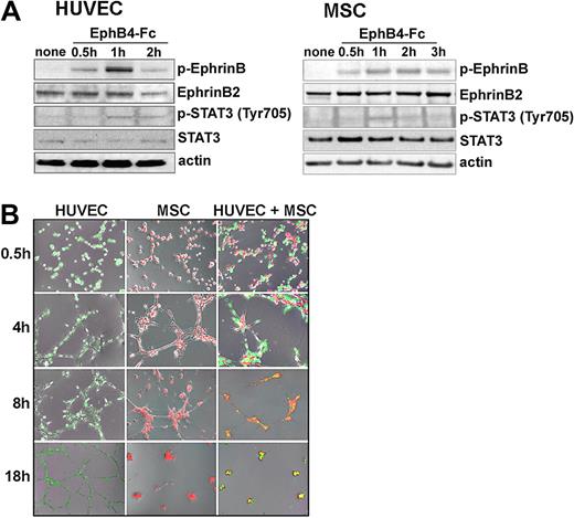 Figure 3. EphrinB phosphorylation and extracellular matrix-dependent cord formation by HUVEC and MSC. (A) Cell lysates from unstimulated or EphB4-Fc–stimulated HUVEC and MSC were immunoblotted with specific antibodies. (B) HUVEC marked by a green fluorescent dye (CellTrace CFSE) and MSC marked by a red fluorescent dye (PKH26) were incubated (37°C for 18 hours) individually or together (ratio 2:1) onto solidified Matrigel. Representative images from inverted fluorescence microscopy (original magnification ×4) showing time-dependent network formation.