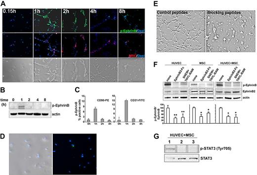 Figure 4. EphB-dependent activation of EphrinB in HUVEC and MSC incubated together on extracellular matrix. (A) Representative images showing p-EphrinB fluorescence immunostaining of HUVEC (unstained) and MSC (marked by red fluorescent dye PKH26red) cocultured on Matrigel. Bottom panels reflect images from bright-field microscopy. Original magnification ×20. (B) Time-dependent EphrinB activation in cocultures of HUVEC and MSC incubated on Matrigel detected by immunoblotting. (C) Flow cytometric detection of p-EphrinB in HUVEC (CD31+) and MSC (CD90+) removed from coculture on Matrigel at the indicated time points. The results reflect the means (± SD) of 3 independent experiments. (D) Representative images showing minimal p-EphrinB fluorescence in isolated cells from cocultures of HUVEC and MSC incubated 1 hour on Matrigel. Left panel: bright-field microscopy. Original magnification ×40. (E) Representative bright-field microscopy images from cocultures of HUVEC and MSC (ratio 2:1) incubated on Matrigel for 4 hours in the presence of the EphB receptor inhibitors SNEW and TNYL-RAW peptides. Original magnification ×4. (F) EphrinB2-Fc and peptides SNEW and TNYL-RAW reduce p-EphrinB in HUVEC and MSC incubated (2 hours) individually or together (ratio 2:1) on Matrigel. Representative immunoblotting results; the bar graph reflects the mean relative ratios (± SD) of p-EphrinB/total EphrinB2 band intensity detected by immunoblotting in 3 experiments. **P < .01; *P < .05. (G) p-STAT3 and STAT3 immunoblotting of cell lysates from HUVEC and MSC incubated (2 hours) together (ratio 2:1) on Matrigel in medium only (lane 1), with EphrinB2-Fc (lane 2), or with SNEW and TNYL-RAW peptides (lane 3). Results are from reprobing the membrane shown in panel E (right panel).
