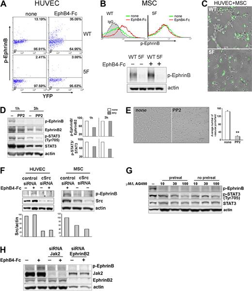 Figure 7. Contribution of EphrinB signaling to extracellular matrix-dependent assembly of HUVEC and MSC. (A-B) Flow cytometric detection of p-EphrinB in HUVEC and MSC transduced with wild-type EYFP-EphrinB2WT (WT) or mutant EYFP-EphrimB25F (5F), with or without stimulation with EphB4-Fc (45 minutes). (B) Bottom reflects p-EphrinB and actin immunoblotting of MSC transduced with EYFP-EphrinB2WT or mutant EYFP-EphrimB25F after sorting for YFP (> 90%) and stimulation with or without EphB4-Fc (45 minutes). (C) Matrigel-dependent cord formation by cocultures of YFP-sorted HUVEC and MSC transduced with EYFP-EphrinB2WT (WT) or mutant EYFP-EphrimB25F (5F). WT reflects coculture of HUVEC and MSC transduced with EYFP-EphrinB2WT (WT); 5F reflects coculture of HUVEC and MSC transduced with mutant EYFP-EphrimB25F (5F). (D) Western blot analysis of p-EphrinB and p-STAT3 expression in cocultures of HUVEC and MSC (ratio 2:1) incubated 1 and 3 hours in medium only or with PP2 onto Matrigel. The bar graph reflects relative ratios of p-EphrinB/EphrinB and p-STAT3/STAT3. (E) Representative images reflecting cord formation by HUVEC and MSC cocultured (ratio 2:1) on Matrigel for 1.5 hours. The bar graph reflects measurement of Matrigel-dependent network formation by HUVEC and MSC cultured together with or without PP2, as reflected by mean number of angles (± SD) generated by intersecting cords from 3 separate experiments; **P < .01. (F) Src silencing reduces EphB4-induced p-EphrinB in HUVEC and MSC. Western blot analysis of total Src and p-EphrinB in control (Risc-free siRNA) and Src-silenced HUVEC and MSC, with or without EphB4-Fc activation. The bar graph reflects relative ratios of Src/actin. (G) Effects of AG490 on p-EphrinB and p-STAT3 expression in cocultures of HUVEC and MSC (ratio 2:1) incubated onto Matrigel. Cells were incubated with AG490 on Matrigel with or without AG490 pretreatment (1-hour incubation with AG490). Results reflect immunoblotting with specific antibodies. (H) Jak2 silencing reduces EphB4-induced p-EphrinB in HUVEC. Western blot analysis of p-EphrinB, Jak2, EphrinB2, and actin in control (Risc-free siRNA), Jak2, or EphrinB2-silenced HUVEC, with or without EphB4 activation.