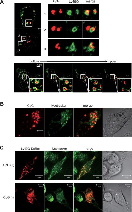 Figure 1. Ly49Q colocalized with CpG in endosome/lysosome compartments. (A) Colocalization of Ly49Q with CpG in endosomes. Peritoneal exudate macrophages were prepared from Ly49Q Tg mice. The cells were incubated with rhodamine-conjugated CpG (0.3 μM) for 15 minutes, fixed with 4% formalin in PBS, then stained with an anti-FLAG antibody and analyzed by confocal microscopy. The bottom 4 photographs show serial Z-axis–sectioned patterns after 60-minute incubation with rhodamine-conjugated CpG. Squares indicate the region shown in higher magnification. (B) Localization of CpG to late endosomes/lysosomes. RAW264 cells were incubated with rhodamine-conjugated CpG for 60 minutes. To visualize the late endosomes/lysosomes, the cells were incubated with lysotracker for the last 30 minutes. (C) Localization of Ly49Q in the late endosomes/lysosomes. A Ly49Q-DsRed fusion construct was introduced into RAW264 cells. Twenty-four hours after transfection, the cells were cultured with lysotracker at 37°C for 30 minutes, and the intracellular localization of Ly49Q was examined by confocal microscopy. Ly49Q localized to the late endosomes/lysosomes. In the presence of CpG stimulation, Ly49Q-containing compartments showed a tubular structure.