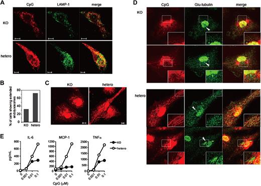 Figure 2. Formation of tubular endolysosomal structures was impaired in pDCs and macrophages derived from Ly49Q knockout mice. (A) Bone marrow–derived pDCs were prepared by culturing bone marrow cells with Flt3L, and they were then incubated with rhodamine-conjugated CpG (0.3 μM) for 60 minutes. The cells were fixed and then stained with an anti–LAMP-1 antibody. Confocal images of representative cells are shown. (B) The number of cells showing the directionally extending CpG-including tubular endolysosomal structures was counted, and the proportion of total cells was calculated. (C) Peritoneal exudate macrophages were prepared from Ly49Q knockout and control littermate mice and incubated with rhodamine-conjugated CpG (0.3 μM) for 24 hours. The intracellular distribution of CpG was examined by confocal microscopy. (D) The peritoneal exudate macrophages were treated with rhodamine-conjugated CpG (0.3 μM) for 24 hours. The cells were fixed and then stained with anti–detyrosinated tubulin (Glu-tubulin) antibody. Arrowheads indicate MTOC. (E) Cytokine production by peritoneal exudate macrophages was compared between Ly49Q-deficient and control littermate mice. Macrophages were stimulated with CpG, and the amount of cytokine in the culture supernatant was estimated by cytokine bead array 24 hours later.