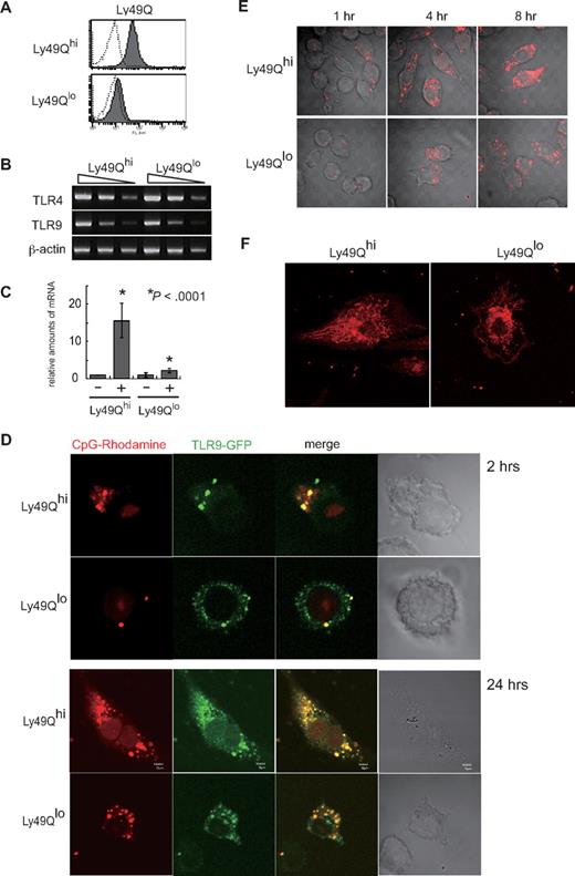 Figure 3. Inefficient uptake of CpG and retarded redistribution of TLR9 in Ly49Qlo cells. (A) Expression of Ly49Q in RAW264 clones. Ly49Qhi or Ly49Qlo RAW264 clones were established from bulk RAW264 cells by limiting dilution. Four clones of each type were analyzed, and similar results were obtained. Data from representative clones are shown. (B) No difference in TLR9 and TLR4 expression in RAW264 cells. Semiquantitative RT-PCR was carried out using RNA prepared from the indicated cells. The presence or absence of Ly49Q had no effect on the transcription of these TLRs. In the photographs, the PCR templates were sequentially diluted by 5-fold. (C) Quantitative analysis of IFN-β transcription in RAW264 cells in response to CpG. Ly49Qhi or Ly49Qlo RAW264 cells were stimulated with CpG1668 (0.3 μM) for 4 hours, and quantitative RT-PCR analyses were performed. The histograms show the relative amounts of IFN-β mRNA evaluated by real-time PCR. (D) Intracellular redistribution of CpG and TLR9. TLR9-GFP expression plasmids were introduced into RAW264 cells. Twenty-four hours after transfection, the cells were incubated with rhodamine-conjugated CpG (0.3 μM) for the indicated periods. Impaired CpG/TLR9 redistribution was observed in the Ly49Qlo RAW264 cells. (E) Internalization and distribution of CpG in RAW264 cells. RAW264 cells were incubated with rhodamine-conjugated CpG (0.3 μM) and fixed at the indicated time points. (F) Intracellular distribution of rhodamine-conjugated CpG. After 24 hours of incubation with CpG, tubular endolysosomal structures were observed in Ly49Qhi RAW264, but not in Ly49Qlo RAW264 cells.