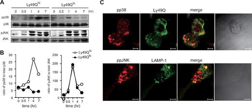 Figure 4. Ly49Q is involved in the regulation of MAP kinase activation after CpG stimulation. (A) Activation kinetics of p38 and JNK. RAW264 cells were treated with CpG (0.3 μM) for the indicated periods, and the total cell lysates were prepared by directly adding SDS sample buffer. The total lysates were separated by SDS–polyacrylamide gel electrophoresis, and the activation of p38 and JNK was examined by Western blotting. (B) The signal intensity (pixel numbers) of phosphorylated MAP kinases was normalized to that of each total MAP kinase, and semiquantitative values for the MAP kinase activation are shown. (C) Intracellular distribution of phosphorylated p38 and JNK in the presence of CpG stimulation. FLAG-tagged Ly49Q expression plasmids were introduced into Ly49Qhi RAW264 cells, and 24 hours after transfection, the cells were incubated with unlabeled CpG (0.3 μM) for 2 hours. The cells were then fixed and stained with antibodies against FLAG and phosphorylated p38. To analyze the distribution of phosphorylated JNK, Ly49Qhi RAW264 cells were treated with CpG for 2 hours and stained with antibodies against phospho-JNK and LAMP-1.