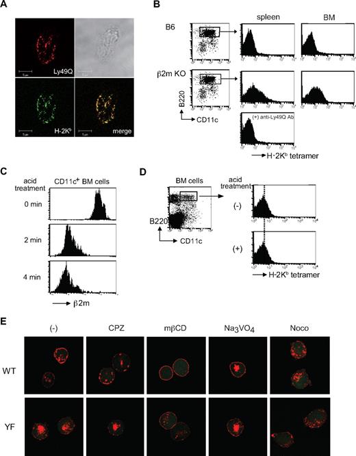 Figure 5. Ly49Q was internalized with MHC class I, and its localization was regulated in an ITIM- and tyrosine phosphatase-dependent manner. (A) Colocalization of Ly49Q with H-2Kb in intracellular vesicular compartments. Peritoneal exudation macrophages were prepared from Ly49Q Tg mice and examined for Ly49Q (red) and MHC class I (green) by immunohistochemical analyses with a confocal microscope. FLAG-tagged Ly49Q in Tg mice was detected with an anti-FLAG antibody. (B) Binding of H-2Kb tetramer to pDCs. Cells enriched in bone marrow pDCs were obtained by AutoMACS using an anti–plasmacyloid DC Ag-1 antibody, and the binding of PE-conjugated H-2Kb tetramer was examined by flow cytometry. In the absence of β2m, binding of the H-2Kb tetramer in trans was detectable due to loss of the cis interaction. The tetramer binding was abrogated by an anti-Ly49Q antibody. (C) Removal of β2m from the cell surface by acid treatment. Bone marrow cells were treated with citrate buffer (0.133 M citric acid and 0.066 M Na2HPO4, pH 3.3) at 20°C for the indicated periods. Removal of β2m from the cell surface was confirmed by a decreased fluorescence intensity of anti-β2m antibody staining. CD11c+ cells were gated and analyzed. (D) Binding of H-2Kb tetramer before and after acid treatment. H-2Kb tetramer bound in trans to Ly49Q after the removal of β2m from the cell surface, indicating that the cis interaction between Ly49Q and H-2Kb was still maintained, and the interaction was β2m independent and acid resistant. (E) ITIM and tyrosine phosphatase dependence of Ly49Q redistribution. WEHI3 transfectants expressing Ly49Q-WT or Ly49Q-YF were incubated at 37°C in the presence or absence of the indicated inhibitors of membrane trafficking. The cells were then fixed and stained with an anti-FLAG antibody to visualize Ly49Q.