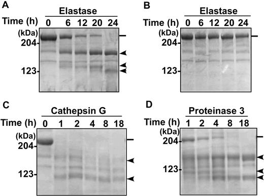 Figure 3. Cleavage of denatured VWF substrate by leukocyte proteases. Purified VWF (Humate P) was incubated with elastase (138 nM; A-B), cathepsin G (8.6 nM; C), and PR3 (172 nM; D) for the times indicated in each panel at 37°C in 0.005 M Tris buffer, pH 8.0, with (A,C-D) or without (B) 1.5 M urea. Proteolytic cleavage products were analyzed by 5% SDS–polyacrylamide gel electrophoresis under denaturing and reducing conditions, and stained with Coomassie blue. The positions of molecular mass standards are marked. ━ indicates the intact VWF polypeptide (250 kDa), whereas the indicates the cleavage products of various sizes under denaturing and reducing conditions.