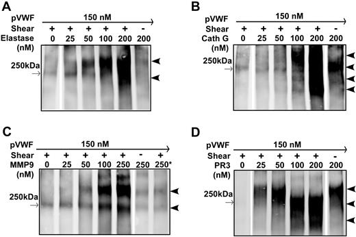 Figure 4. Cleavage of multimeric VWF by leukocyte proteases under fluid shear stress. Purified plasma VWF (pVWF; 37.5 μg/mL) was incubated for 15 minutes and subjected to no vortexing (shear −) or constant vortexing at 2500 rpm for 5 minutes (shear +) in the presence of various concentrations of elastase (A), cathepsin G (B), MMP9 (C), or PR3 (D) as indicated in each panel. The reaction was performed in a polymerase chain reaction tube with a total volume of 20 μL in buffer containing 50 mM HEPES, pH 7.5, 150 mM NaCl, 5 mM CaCl2, and 1 mg/mL BSA. The proteolytic cleavage products were determined by 5% SDS–polyacrylamide gel under denaturing and nonreducing conditions. Western blotting was performed with anti-VWF IgG and infrared fluorescent dye labeled anti–rabbit IgG as described in “Cleavage of multimeric VWF under fluid shear stress.” → (left borders) indicate positions of a 250-kDa molecular weight marker. (right borders) indicates positions of cleavage products. The asterisk in panel C denotes 20 mM EDTA added to the reaction mixture.