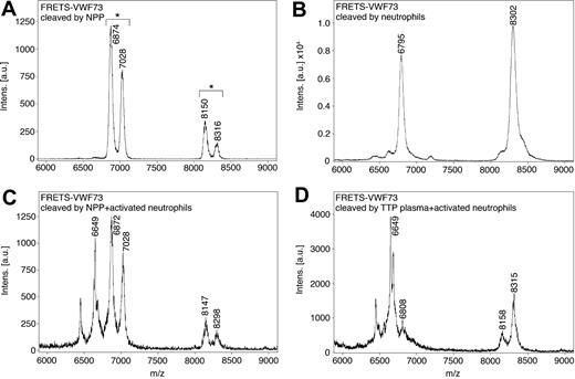 Figure 6. Mass spectrometry analysis of cleavage site on FRETS-VWF73 by membrane-bound proteases on neutrophils. A commercial FRETS-VWF73 peptide cleaved by (A) normal pooled plasma (NPP), (B) PMA-activated neutrophils in assay buffer, (C) activated neutrophils combined with NPP, (D) or activated neutrophils combined with ADAMTS13-deficient TTP plasma were analyzed by MALDI-TOF mass spectrometry. The doublet peaks (shown by asterisks above brackets) observed when NPP or TTP plasmas were present differed by 157 Da, and are consistent with the removal of a carboxyl terminal arginine of the FRETS-VWF73 substrate by plasma carboxypeptidase B. NPP alone generated a doublet peak consistent with cleavage at the Y1605-M1606 peptide bond (A). Activated neutrophils combined with NPP or TTP plasma generated a major peak of 6649 Da, consistent with cleavage at the V1607-T1608 bond and the removal of the carboxyl terminal arginine (C-D).