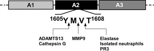Figure 7. Potential cleavage sites in the VWF-A2 domain of leukocyte proteases and ADAMTS13. A schematic diagram of the VWF A domains is shown with the peptide bond cleavage sites in the A2 domain shown by arrows for neutrophil elastase, PR3, cathepsin G, ADAMTS13, MMP9, and neutrophils. The cleavage sites were determined by mass spectrometry analysis of the carboxyl terminal fragments of cleaved FRETS-VWF73, and confirmed by amino terminal sequencing of approximately 175 kDa electrophoretic bands of cleaved multimeric VWF under reducing conditions for neutrophil elastase, PR3, and cathepsin G.