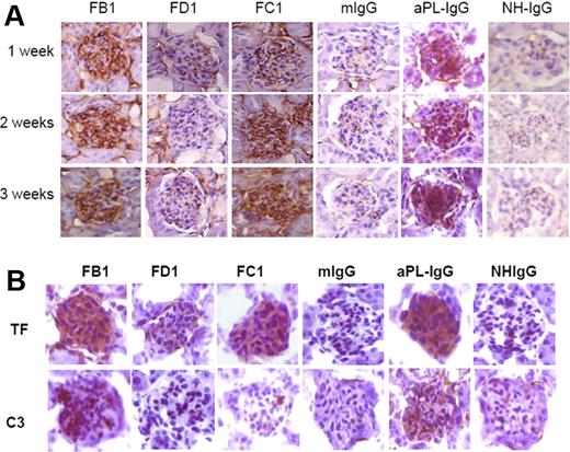 Figure 2. Detection of fibrin, TF, and C3 in glomeruli from mouse aPL antibodies (FB1, FC1, and FD1) and human aPL antibodies (aPL-IgG). (A) Fibrin staining in glomeruli from mice treated with FB1, FC1, FD1, and aPL-IgG antibodies after 1, 2, and 3 weeks of treatment. Mouse IgG and NH-IgG were used as control antibodies. (B) Immunohistochemical studies performed in kidneys from FB1-, FC1-, and aPL-IgG–treated mice showed increased TF expression. Increased C3 deposition was only observed in mice treated with FB1 and aPL-IgG.