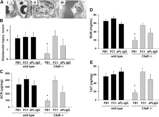 Figure 4. Genetic deletion of C5aR prevents glomerular injury and renal failure in FB1-treated mice. (A) Transmission electron micrograph of glomeruli from C5aR-deficient mice treated with FB1 (i), FC1 (ii), and aPL-IgG (iii). In C5aR−/− mice treated with FB1, no signs of glomerular endothelial injury were found. The capillary lumina were patent, the endothelial cells were normal in appearance, and the fenestrations were abundant and well preserved (—). However, C5aR deficiency did not prevent FC1- or aPL-IgG–induced endothelial injury. Glomerular capillary loops show endothelial cell swelling (#) and absence of fenestrations (*) in these mice (original magnification ×7000). Six or 7 mice were studied in each experimental group. (B) Glomerular injury scores. (C) Urinary ACR. FB1-induced, increased ACR was not observed in C5aR-deficient mice compared with wild-type mice. *Different from wild-type mice (P < .001). C5aR deficiency did not prevent increased ACR in FC1-treated mice. Albuminuria was ameliorated in C5aR−/− mice treated with aPL-IgG, but ACR values in these mice were still different from control values. (D) BUN. BUN levels in FB1-treated C5aR−/− mice were lower than in FB1-treated wild-type mice. *Different from wild-type (P < .005). C5aR−/− mice were not protected from FC1-induced BUN increase. A partial protection was observed in aPL-IgG–treated, C5aR-deficient mice. (E) TAT complex. TAT levels were diminished in FB1-treated C5aR−/− mice. *Different from wild-type (P < .01). FC1-treated C5aR−/− mice showed high TAT levels comparable with wild-type mice. aPL-treated C5aR−/− mice showed a slight diminution in TAT values compared with wild-type mice.