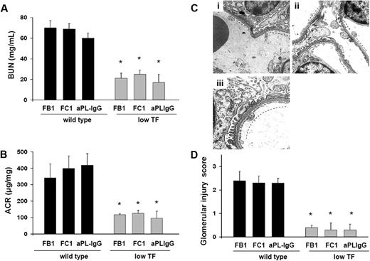 Figure 5. Low TF expression prevents glomerular injury in mouse aPL antibody (FB1 and FC1)– and human aPL antibody (aPL-IgG)–treated mice. (A) BUN levels. Mice expressing low levels of TF were protected from BUN increase induced by FB1, FC1, and aPL-IgG antibodies. *Different from wild-type (P < .005). (B) Genetic diminution of TF prevented ACR increase in FB1-, FC1-, and aPL-IgG–treated mice. *Different from wild-type (P < .01). (C) Transmission electron micrograph of a glomerulus from low TF mice treated with FB1 (i), FC1 (ii), and aPL-IgG (iii). Low expression of TF prevented glomerular injury in these mice. Well-preserved endothelial cells with abundant fenestrations were observed (—). Six or 7 mice were studied in each experimental group. (D) Glomerular injury scores. FB1-, FC1-, and aPL-IgG–treated mice showed glomerular injury scores significantly lower than wild-type mice. *Different from wild-type mice (P < .005).