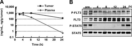Figure 3. Pharmacokinetic and pharmacodynamic effects of KW-2449 in FLT3-activated leukemia. (A) MOLM-13 cells (107 cells/mouse) were subcutaneously inoculated into 2 SCID mice. Ten days after inoculation, KW-2449 at 20 mg/kg was orally administered twice every 12 hours. The concentrations of KW-2449 in plasma and tumor were sequentially analyzed by LC/MS/MS after the final administration of KW-2449. (B) The transition of FLT3 and STAT5 phosphorylation levels in tumor were analyzed by Western blotting. For analysis of FLT3 and its phosphorylated form (P-FLT3), the blots of immunoprecipitated FLT3 SDS-PAGE samples were analyzed by antiphospho-tyrosine (P-Tyr) antibody and anti-FLT3 antibody. For detection of STAT5 and its phosphorylated form (P-STAT5), total tumor lysate SDS-PAGE samples were analyzed by anti–P-STAT5 antibody and anti-STAT5 antibody as primary antibodies. Dephosphorylations of FLT3 and STAT5 in MOLM-13 were observed until 12 hours after the last administration. Results from 2 mice at each point are shown.