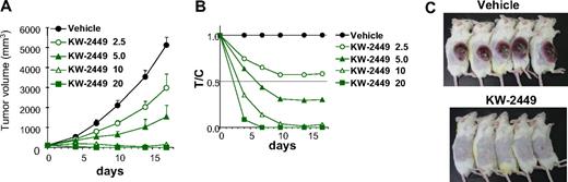 Figure 4. In vivo efficacy of xenotransplanted tumors with FLT3/ITD. (A-C) MOLM-13 cells (107 cells/mouse) were subcutaneously inoculated into SCID mice. Five days after inoculation, tumor volume was measured. The 25 mice with tumors ranging from 90 to 130 mm3 were selected 5 days after inoculation and divided into 5 groups. Mice (n = 5 in each group) were orally administered with vehicle or KW-2449 (2.5, 5.0, 10, and 20 mg/kg) twice a day for 14 days. (A) Tumor volume was measured twice a week during the treatment. Mean tumor volume ± SD is shown. KW-2449 showed potent and significant antitumor effect in a dose-dependent manner. (B) Relative ratio of tumor volume (V) to initial tumor volume (V0) was represented (V/V0). Relative V/V0 ratio of a drug-treated group compared with a control group was represented as T/C. (C) KW-2449 treatment at 20 mg/kg twice a day showed complete regression and disappearance of tumors in all mice.
