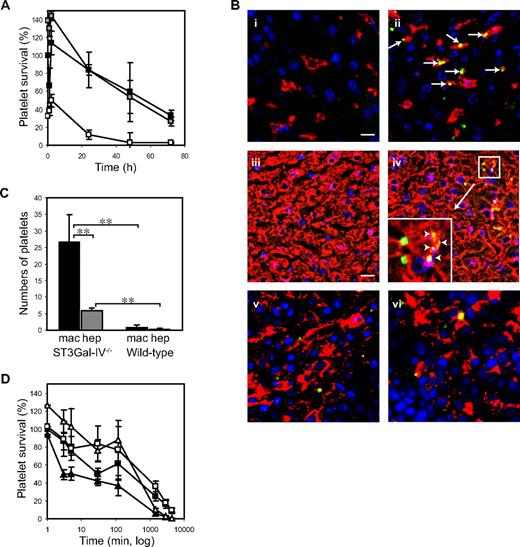 Figure 1. Clearance of transfused ST3Gal-IV−/− platelets. (A) Average survival curves for transfused ST3Gal-IV+/+ (WT, ■), ST3Gal-IV+/− (), or ST3Gal-IV −/− (□) platelets in WT mice. CMFDA-labeled platelets were injected into WT mice, blood samples collected at the indicated time points, and the percentage of labeled platelets remaining in the circulation determined by flow cytometry. ST3Gal-IV−/− platelet recovery and platelet survival were significantly reduced compared with WT and ST3Gal-IV+/− platelets (P = .021 and P = .001, respectively). Transfusion data represent an average of 4 mice ± SD and are representative of 3 separate experiments. (B) Immunofluorescent images of cryosections of liver and spleen obtained 30 minutes after transfusion of CMFDA-labeled (green) ST3Gal-IV+/+ platelets (i,iii,v) or ST3Gal-IV−/− platelets (ii,iv,vi). Liver (i-ii) and spleen (v-vi) macrophages were stained with F4/80 antibody (red); hepatocytes were stained with anti-albumin antibody (red; iii-iv). ST3Gal-IV−/− platelets colocalized (yellow) with both liver macrophages (arrows) and hepatocytes (arrowheads). (Inset) Original magnification (×3) of the region indicated in subpanel iv. A small number of CMFDA-labeled platelets were found in splenic macrophages (v-vi). Nuclei were 4,6-diamidino-2-phenylindole–labeled (blue). Bars represent 5 μm. Platelet staining was not observed in specimens from untransfused mice (not shown). (C) Quantification of fluorescently labeled ST3Gal-IV−/− and ST3Gal-IV+/+ platelets colocalizing with liver hepatocytes or macrophages (P < .001). Data are mean ± SD of 5 randomly selected fields from stained tissue sections. (D) Effect of asialofetuin on the clearance of ST3Gal-IV−/− platelets in WT mice. Coinjection of asialofetuin (open symbols), a competitive inhibitor of the ASGPR, restored the recovery and initial circulation of ST3Gal-IV−/− platelets (triangles) to normal levels (P = .173). Circulation of ST3Gal-IV+/+ platelets (squares) was also improved by asialofetuin injection (P = .072). Fetuin coinjections (closed symbols) had no effect on ST3Gal-IV−/− platelet recovery or circulation.