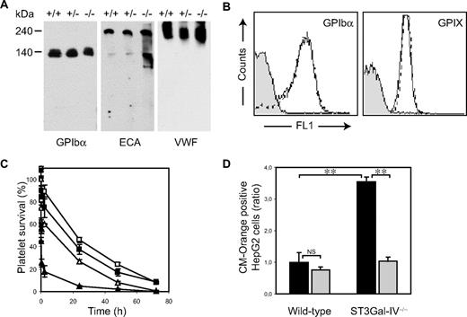 Figure 3. Role of GPIbα in the clearance of ST3Gal-IV−/− platelets. (A) A 140-kDa glycoprotein recognized by anti-GPIbα antibody contained increased amounts of βGal, as determined by ECA lectin blotting. The 240-kDa glycoprotein, also recognized on the ECA blot, was identified as VWF by anti-VWF antibody. (B) Surface expression of GPIbα and GPIX was not altered in ST3Gal-IV−/− platelets. Glycoprotein expression was determined with antibodies by flow cytometry. (C) Removal of the extracellular N-terminal portion of GPIbα with O-sialoglycoprotein endopeptidase enhanced the survival of transfused ST3Gal-IV−/− platelets (triangles; P < .001). Circulation of WT platelets is also shown (squares). Open symbols represent platelets treated with O-sialoglycoprotein endopeptidase; closed symbols, untreated platelets. (D) Ingestion of ST3Gal-IV−/− platelets by HepG2 cells in vitro was significantly reduced by removal of the extracellular N-terminal portion of GPIbα with O-sialoglycoprotein endopeptidase (). The data are mean ± SD of 2 independent experiments done in triplicate. Significance: **P < .01; NS, P ≥ .05.