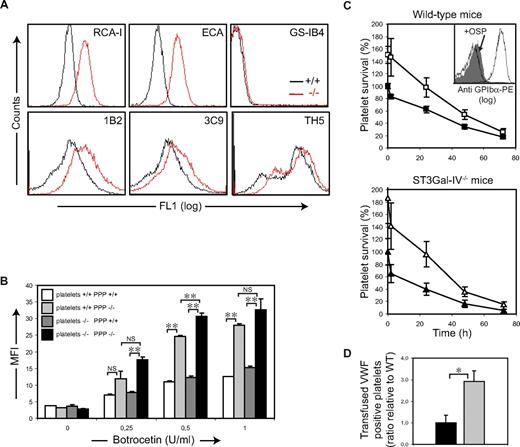 Figure 4. Deficient sialylation of VWF increases its binding to platelets and enhances platelet clearance. (A) ST3Gal-IV−/− platelets have increased βGal exposure. Staining of ST3Gal-IV−/− and ST3Gal-IV+/+ platelets with the βGal recognizing lectins RCA-I and ECA revealed increased βGal exposure on ST3Gal-IV−/− platelets (red lines) compared with WT (black lines) littermates. The level of Galα1-3Gal was only marginally increased on ST3Gal-IV−/− platelets as evidenced by binding of the GS-IB4 lectin. The lectin profile was confirmed using monoclonal antibodies 1B2 (specific for Galβ1-4GlcNAcβ-R), 3C9 (specific for Galβ1-3GalNAcα-OH), and TH5 (specific for Galα1-3Galβ1-4GlcNAcβ-R). (B) Botrocetin stimulation of platelets in ST3Gal-IV−/− plasma induced significantly higher levels of anti-VWF binding to both ST3Gal-IV−/− (■) and ST3Gal-IV+/+ () platelets compared with control plasma ( and □, respectively; P < .001). ST3Gal-IV−/− platelets (■ and ) consistently bound more VWF than ST3Gal-IV+/+ platelets ( and □) independently of the plasma type used (P = .008). VWF binding was not increased in resting ST3Gal-IV−/− platelets (botrocetin = 0 U/mL). Data are representative of 9 mice. (C) WT platelet life span was significantly reduced in ST3Gal-IV−/− mice (bottom panel ▲) compared with WT mice (top panel ■; P = .014). Removal of the extracellular domain of GPIbα by O-sialoglycoprotein endopeptidase (+OSP) doubled the percentage transfused WT platelets remaining in the circulation of ST3Gal-IV−/− mice at 24 and 48 hours (P = .003 and P = .014; bottom panel △) and significantly increased platelet life span in WT mice at these times (P = .022 and P = .021; top panel □). (C inset) Flow cytometry documenting the removal of the GPIbα N-terminus. Platelets before (white) and after (gray) treatment with O-sialoglycoprotein endopeptidase (+OSP), which removes the VWF binding domain of GPIbα carrying complex type N-linked glycans. Background labeling with IgG control is also shown. (D) Transfused platelets rapidly collect ST3Gal-VI−/− VWF on their surfaces. Three-fold more VWF-positive WT platelets were detected in ST3Gal-IV−/− mice compared with WT platelets transfused into WT mice (P = .021). The data are mean ± SD of 4 mice.