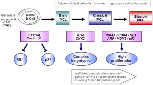 Figure 2. Model of molecular pathogenesis and progression of MCL proposed by Jares et al.8 Ataxia-telangiectasia mutated or cell-cycle checkpoint kinase 2 inactivating mutations have been found in the germline of some MCL patients, and it has been suggested that these mutations may facilitate the lymphoma development. The t(11;14)(q13;q32) translocation occurs in an immature B cell and results in the ectopic and deregulated expression of Cyclin D1, and early expansion of tumor B cells in the mantle zone areas of lymphoid follicles. This translocation is considered a primary pathogenetic event that deregulates the cell-cycle control, probably by overcoming the suppressor effect of retinoblastoma 1 (RB1) and the cell-cycle inhibitor p27. Acquired inactivation of DNA damage response pathways may then facilitate additional oncogenic events and the development of classic MCL. Further genetic alterations may target genes of the cell-cycle and survival regulatory pathways, leading to more proliferative and aggressive variants. Adapted from Jares et al8 with permission.