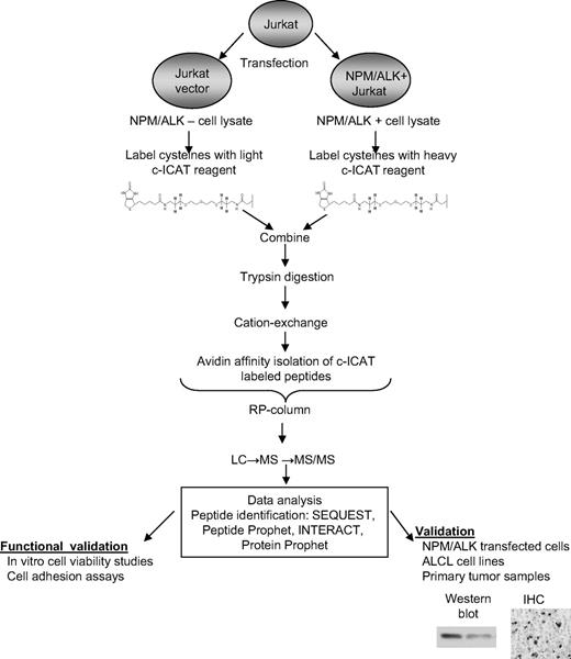 Figure 1. Strategy for determining proteomic consequences of NPM/ALK expression. Jurkat cells transfected with NPM/ALK cDNA were compared with those that were transfected with control LacZ (vector). One milligram from each cell lysate was labeled with either the light cICAT reagent (Lac Z Jurkat) or the heavy cICAT reagent (NPM/ALK-transfected Jurkat). The labeled proteins were combined; digested; subjected to cation-exchange chromatography, avidin chromatography, and reversed-phase chromatography; and analyzed by MS/MS. Selected proteins were verified by Western blot analysis, immunofluorescence microscopy, and immunohistochemistry and cellular pathways were functionally validated.
