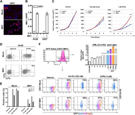Figure 1. Exogenous MN1 inhibits the differentiation of AML cell lines toward monocytes and granulocytes. (A) Cytospin preprations of FACS-sorted GFP+ U937 and HL60 cell lines transduced with control GFP (mock) or MN1-expressing retroviruses (MN1), stained with anti-MN1 antibody (red). Blue represents nuclear staining with 4,6-diamidino-2-phenylindole. (B) MN1 expression in transduced HL60 and U937 cells was analyzed using real-time RT-PCR. Each sample was analyzed in triplicate, and the signals were normalized for endogenous HPRT expression. Histogram shows mean ± SEM of duplicates. MN1(−) indicates mock; MN1(+), MN1-transduced cells; and ND, not determined. (C) Sorted GFP+ HL60 cells were seeded at day 0 in duplicates in 6-well plates (105 cells/mL, 4 mL/well) with indicated amounts of vitamin D3, ATRA, or vehicle, and cells were counted at consecutive days (mean ± SEM of duplicates). ***P = .001. (D) Cells were treated with 1 μM ATRA or (E) with the indicated amount of vitamin D3 or the same volume of vehicle in duplicates for 72 hours. Expression of CD11b and CD15 was analyzed by FACS. The result from 1 representative example is shown. (F) Low, medium (mid), or high GFP-expressing U937-MN1 cells were FACS-sorted (top left panel; GFP gates) and MN1 expression (normalized to HPRT) was compared with that of human CD34-BM cells and AML patients (1-6) using real-time RT-PCR (top right histogram). CD11b expression of cells treated for 48 hours with vehicle or the indicated amounts of vitamin D3 or ATRA was determined using FACS in all GFP+ cells (bottom panels, blue, magenta and orange together; U937-mock and U937-MN1) or in GFP-low fractions (blue panels). All experiments were repeated a minimum of 3 times.
