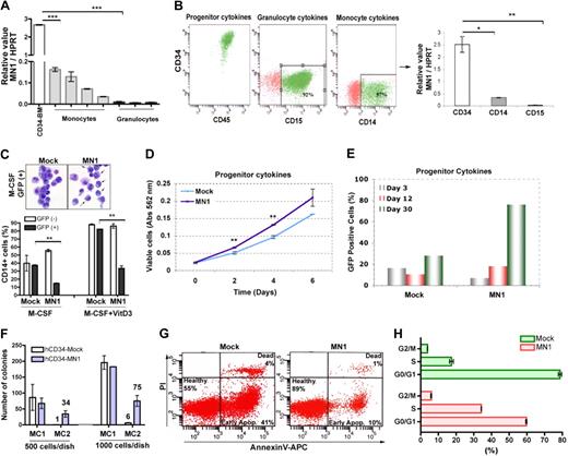 Figure 2. MN1 overexpression inhibits M-CSF or vitamin D3-induced differentiation and enhances growth of CD34+ primary human hematopoietic cells. (A) Real-time RT-PCR analysis of endogenous MN1 expression in BM-derived human CD34+ cells (CD34-BM), peripheral blood monocytes, and granulocytes, normalized for endogenous HPRT expression (mean ± SEM of triplicates). ***P < .001. (B) Primary human CD34+ cells from peripheral blood of G-CSF mobilized healthy donors maintained in cultures containing progenitor, granulocyte, or monocyte cytokine cocktails, respectively. Marker analysis was performed using FACS of day 5 CD34+ stem cell/progenitors (progenitor cytokines) cultures and day 14 in vitro differentiated granulocytes (granulocyte cytokines; CD15) or monocytes (monocyte cytokines; CD14) cultures. Endogenous MN1 expression in these cells was analyzed using real-time RT-PCR. The graph shows MN1 expression normalized for endogenous HPRT expression (mean ± SEM of duplicates). *P = .01; **P = .008. (C) CD34+ cells were transduced with MIG (mock) or MIG-MN1 (MN1) retroviruses, and unsorted cells were cultured with monocyte-cytokines (M-CSF) in the absence or presence of vitamin D3 (M-CSF + vitamin D3). GFP+ and GFP− cells in mock or MN1 cultures were analyzed for CD14 expression by FACS at day 14 (mean ± SEM of duplicates). **P < .002. In an independent experiment, GFP+ cells from M-CSF cultures were FACS-sorted and cytospin preparations were stained with May-Grünwald-Giemsa (top panel; original magnification ×600). (D) Human CD34+ cells were expanded 1 day and transduced 3 times in 2 consecutive days in media containing progenitor cytokines. One day after the last transduction, CD34+/GFP+ mock or MN1 cells were sorted into 96-well plates containing 100 μL of media with progenitor cytokines (2000 cells/well; triplicate). Cell proliferation was determined at indicated times using the MTT assay (mean ± SEM). **P < .007. (E) In an independent experiment, the percentage of GFP+ cells in unsorted CD34-mock and CD34-MN1 cultures were analyzed at 3, 12, and 30 days after transduction. Data represent one of 2 independent experiments. (F) Human CD34+ cells were transduced and sorted as in panel D, and 500 or 1000 cells were plated in 1 mL of methylcellulose medium in 35-mm dishes in duplicate. Eight days later, colonies were counted and GFP+ cells were replated following the same procedure (mean ± SEM). (G) GFP+ CD34-mock and MN1 cells were sorted 3 days after transduction. After 3-day expansion, cells were seeded at the same density (day 0; 1.2 × 105 cells/well in 1 mL media, 24-well plate) in medium supplemented with progenitor cytokines and followed for 7 days. Media were refreshed every 3 days, and survival (Annexin V) and cell-cycle analysis (H) was performed in duplicate using FACS at day 7. Panel H represents the mean of duplicate ± SEM.
