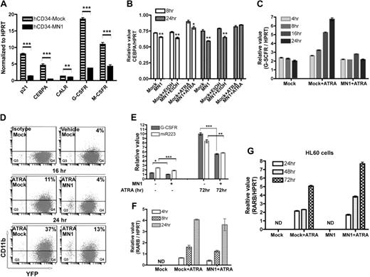 Figure 3. Exogenous MN1 inhibits expression of CEBPA and its downstream targets in CD34+ cells and in ATRA-treated U937 cells. (A) GFP-expressing human CD34+-mock and MN1 cells were sorted 3 days after the last transduction and expanded for 3 more days in media supplemented with progenitor cytokines. Real-time RT-PCR analysis was used to determine the expression of the indicated genes. Results show the expression of each gene relative to endogenous HPRT (mean of triplicates ± SEM). **P = .009; ***P < .001. (B) U937-mock or MN1 cells were seeded (105 cells/mL in 4 mL medium) 24 hours before addition of vehicle or 1 μM ATRA, and endogenous CEBPA expression of untreated (mock or MN1) as well as 8- and 24-hour ATRA-treated cells was determined using real-time RT-PCR (normalized to HPRT; mean of triplicates ± SEM). (C) Mock or MN1-U937 cells were treated with 1 μM ATRA for the indicated times, and expression of G-CSFR relative to endogenous HPRT was determined by real-time RT-PCR of RNA of untreated (mock) and treated cells (mock + ATRA; MN1 + ATRA; mean of triplicates ± SEM). (D) Expression of CD11b was detected using FACS of 16- or 24-hour 1 μM ATRA-treated U937-mock or MN1 cells. Controls are mock cells vehicle-treated for 24 hours. (E) Real-time RT-PCR analysis was performed to determine G-CSFR and miR-223 expression in 72-hour 1-μM ATRA-treated U937-mock and MN1 cells (endogenous HPRT or RNU6B expression was used to normalize G-CSFR or miR-223 expression, respectively; mean of triplicates ± SEM). *P = .012; **P = .009; ***P < .001. (F) Similarly, expression of the RAR/RXR downstream target RARβ was determined using real-time RT-PCR in the same RNA samples that were used in panel B (mean of triplicates ± SEM). (G) Real-time RT-PCR was performed to analyze RARβ and HPRT expression in HL60-mock and MN1 cells treated with 1 μM ATRA for the indicated times (mean of triplicates ± SEM).
