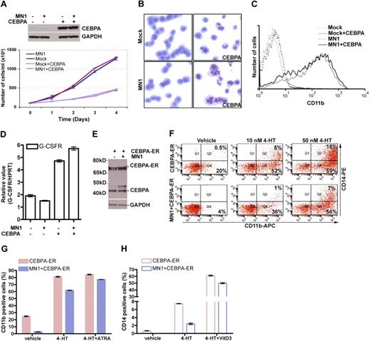 Figure 4. Overexpression of CEBPA overrides MN1's inhibitory effects on differentiation and sensitizes MN1 cells to ATRA and vitamin D3. (A) YFP+-sorted U937-mock and MN1 cells were transduced with GFP-expressing CEBPA-retrovirus. YFP+/GFP+ cells were sorted and used for Western blot analysis to determine CEBPA expression (top panel). Sorted cells were seeded in duplicate at the same density (105/mL) at day 0, and cell numbers were counted during 4 consecutive days of culture. (B) Day 4 cytospin preparations were stained with May-Grünwald-Giemsa (original magnification ×400). (C) CD11b expression was analyzed using FACS. (D) RNA was isolated and subjected to real-time RT-PCR to determine G-CSFR and HPRT expression (mean of triplicates ± SEM). (E) Similarly, YFP+ FACS-sorted U937-mock and MN1 cells were transduced with GFP-expressing CEBPA-ER retrovirus, and YFP+/GFP+ FACS-sorted cells were used for Western blot analysis using anti-CEBPA and GAPDH antibodies. (F) Unsorted cells from panel E were treated for 48 hours with vehicle or the indicated amount of tamoxifen or with the same volume of vehicle (ethanol), and expression of CD11b and CD14 was detected using FACS by gating on GFP+/YFP+ cells (figure represents one of duplicates). (G-H) Unsorted cells from panel E were treated with 100 nM 4-hydroxytamoxifen (4-HT) in the presence or absence of 1 μM ATRA or 100 nM vitamin D3, respectively. Expression of CD11b (G, filled bars) and CD14 (H, open bars) was determined using FACS by gating on GFP+/YFP+ cells. CEBPA-ER indicates mock + CEBPA-ER.