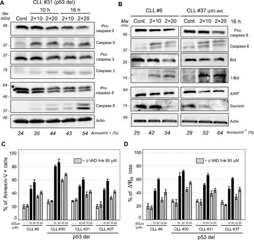 Figure 5. Forodesine triggered caspase-9, -3, and -8 activation and processing of BID protein to its proapoptotic form tBID. (A) Cells from a representative patient with 17p-deleted CLL were treated with forodesine (2 μM) and dGuo (10 and 20 μM) for 10 and 16 hours. Caspase-9, caspase-3, and caspase-8 were analyzed by Western blot in total protein extracts. β-Actin was used as internal loading control. (B) Cells from 2 representative patients with CLL (normal and 17p deleted) were treated with forodesine (2 μM) and dGuo (10-20 μM) for 16 hours, and caspase-8, BID, truncated BID, XIAP, and survivin levels were analyzed by Western blot in total protein extracts. Actin was used as internal loading control. Cell death was assessed by annexin V labeling as described in “Methods.” (C-D) Cells from 4 representative patients with CLL were preincubated for 1 hour with the broad-range caspase inhibitor z-VAD.fmk and treated with forodesine (2 μM) and dGuo (10 and 20 μM) for 16 to 24 hours. Apoptosis induction (percentage of annexin V+ cells at 24 hours; C) and loss of ΔΨm (DIOC6 staining at 16 hours; D) were analyzed by flow cytometry.