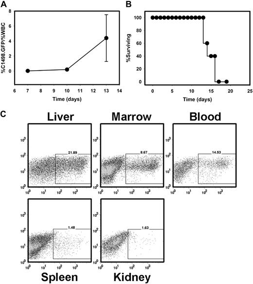 Figure 1. C1498.GFP grows progressively when injected intravenously into immunocompetent, syngeneic mice. (A) C57BL/6 mice were injected with 106 C1498.GFP cells on day 0. On days 7, 10, and 13, peripheral blood was drawn from individual mice. Red blood cells were removed via exposure to ACK lysis buffer, and samples were analyzed by flow cytometry. The percentage of leukemia cells was calculated as percentage of GFP+ cells/percentage of total white blood cells. (B) Analysis of survival in a cohort of 5 C57BL/6 mice injected with C1498.GFP IV. Similar results were obtained in 2 independent experiments. (C) FACS analysis of organs from a C57BL/6 mouse 14 days after challenge with C1498.GFP.