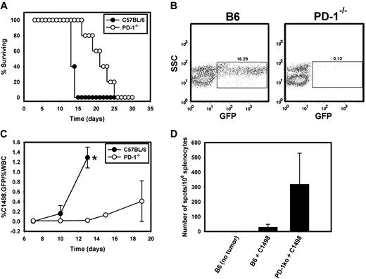 Figure 3. Improved survival and augmented immune responses in PD-1−/− mice challenged with C1498.GFP. (A) Survival rates of C57BL/6 (●) or PD-1−/− mice (○) challenged with 106 C1498.GFP cells IV (P = .002 for the comparison of survival between PD-1−/− and C57BL/6 mice). (B) Peripheral blood was sampled from a PD-1−/− mouse and a C57BL/6 mouse 13 days after IV injection of C1498.GFP and was analyzed by flow cytometry for GFP+ cells. Gating was initially performed on the total WBC population on the FSC versus SSC gate. GFP+ cells present in the WBC population were gated in a SSC versus GFP plot. The numbers above the GFP+ cell gate represent the percentage of GFP+ cells divided by the percentage of WBCs in the FSC versus SSC plot and multiplied by 100. (C) Cohorts of 5 PD-1−/− and C57BL/6 mice received 106 C1498.GFP cells IV. On days 10, 13, 15, and 19 after tumor challenge, peripheral blood was sampled from each mouse. Red blood cells were removed via exposure to ACK lysis buffer, and samples were analyzed by flow cytometry. The percentage of leukemia cells was calculated as the GFP+ cells/% total WBCs. Closed circles and open circles represent the mean percentage of GFP+ cells at each time point from C57BL/6 and PD-1−/− mice, respectively. (D) Spleens were harvested from C57BL/6 or PD-1−/− mice 12 days after IV injection with C1498.GFP cells. A total of 106 splenocytes from individual mice were restimulated overnight with either complete DMEM, 5 × 104 irradiated C1498.GFP cells (10 000 rad) or PMA + ionomycin in an IFN-γ ELISPOT assay. Bars represent the mean number of spot-forming cells (± SD) in each group (P < .001 for the comparison between PD-1−/− and C57BL/6 mice). Similar results were obtained in 2 independent experiments.