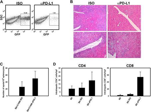 Figure 5. Anti–PD-L1 treatment decreases intrahepatic tumor burden and improves antitumor immune responses against C1498.GFP. (A) Cohorts of C57BL/6 mice were inoculated with 106 C1498.GFP cells IV, and received 200 μg of anti–PD-L1 or isotype control antibody IP on days 0, 3, 6, and 9. On day 12, livers were removed, and single-cell suspensions were generated, pooled between mice, and analyzed by flow cytometry for the percentage of GFP+ cells present. (B) Liver sections from C57BL/6 mice treated with isotype control (left) or PD-L1 blocking antibody (right) were stained with hematoxylin and eosin and imaged with a Zeiss Axioshop histology microscope using bright-field objective lenses. Top panels, 4× magnification; bottom panels, 20× magnification. Images were acquired with Zeiss Imaging Software, Version 4.7.1. (C) Spleens were harvested from tumor-challenged C57BL/6 mice treated with isotype control or PD-L1 blocking antibody 12 days after injection with C1498.GFP. A total of 106 splenocytes from individual mice were restimulated overnight with either complete DMEM, 5 × 104 irradiated C1498.GFP cells (10 000 rad), or PMA plus ionomycin in an IFN-γ ELISPOT assay. Bars represent the mean number of spot-forming cells (± SD) in each group. P = .001 for the comparison between mice treated with PD-L1 blocking antibody versus isotype control antibody. (D) Livers were harvested from C57BL/6 mice 12 days after C1498.GFP injection. Sections from various mice were stained with anti-CD4 and -CD8 antibodies, and the numbers of CD4+ and CD8+ cells from each liver were enumerated per high-power field (hpf; 40×). Similar results were obtained in 3 independent experiments.