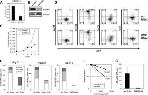 Figure 1. Down-modulation of BMI1 by lentiviral RNAi in human CB CD34+ cells impairs proliferation and reduces CFC and LTC-IC frequencies. (A) CB CD34+ cells were transduced with control (scrambled) scr-RNAi or BMI1-RNAi particles and sorted; mRNA was isolated; and BMI1 expression was analyzed by quantitative reverse transcription (RT)–PCR analysis. (B) As in panel A, but now total lysates were prepared and analyzed by Western blotting. (C) Transduced CB cells were grown in long-term cocultures on MS5 bone marrow stromal cells. Cultures were weekly analyzed, and the growth curve represents cumulative cell numbers during the culture period. A representative experiment of 3 independent experiments is shown. (D) Hematopoietic differentiation was analyzed by FACS on suspension cells from MS5 cocultures at week 1. (E) Suspension cells were harvested from MS5 cocultures, as described in panel C, and progenitor content was determined by CFC assays in methylcellulose. (F-G) Lentiviral transductions as in panel A, but now stem cell frequencies were determined in limiting dilution (F) or in bulk T25 flasks (G).