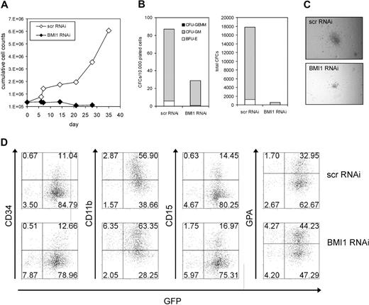 Figure 2. Knockdown of BMI1 reduces cell growth and CFC formation in liquid culture conditions. (A) CB CD34+ cells were transduced with control (scrambled) scr-RNAi or BMI1-RNAi particles, sorted, and plated in stroma-free liquid conditions (IMDM supplemented with 10% FCS, 10 ng/mL IL-3, and 100 ng/mL TPO). Cumulative expansion is shown of a representative experiment of 3 independent experiments. (B) Progenitor content was determined by CFC assays in methylcellulose at week 2 of liquid culture. CFCs per 10 000 cells (left panel) as well as the total amount of generated CFCs (right panel) are shown. (C) Representative micrographs of colonies in methylcellulose displaying a reduction in colony size after BMI1 knockdown in cells from week 2 liquid cultures. (D) Hematopoietic differentiation was analyzed by FACS on suspension cells from MS5 cocultures at week 1.