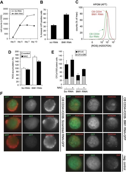 Figure 4. Apoptosis induced by BMI1 down-modulation coincides with elevated ROS accumulation and reduced FOXO3A expression. (A) Transduced CB CD34+ cells were cultured in serum-free conditions (HPGM supplemented with SCF and Flt3L) for 10 days, and expansion was monitored. (B) The percentage of apoptotic cells at day 10 was determined by FACS staining for annexin V and PI. (C) Transduced cells were cultured in conditions described in (A), and at day 10 were stained with H2DCFDA to determine the intracellular levels of ROS by FACS. (D) Transduced cells were cultured in the absence or presence of 100 μM NAC for 9 days, after which ROS accumulation was determined by FACS. (E) CFC assays were performed with transduced cells in methylcellulose cultures in the absence or presence of 100 μM NAC. (F) CB CD34+ cells were transduced with control (scrambled) scr-RNAi or BMI1-RNAi, and CD34+38− GFP+ cells were sorted on glass slides. Immunohistochemical staining was performed using antibodies against FOXO3A.