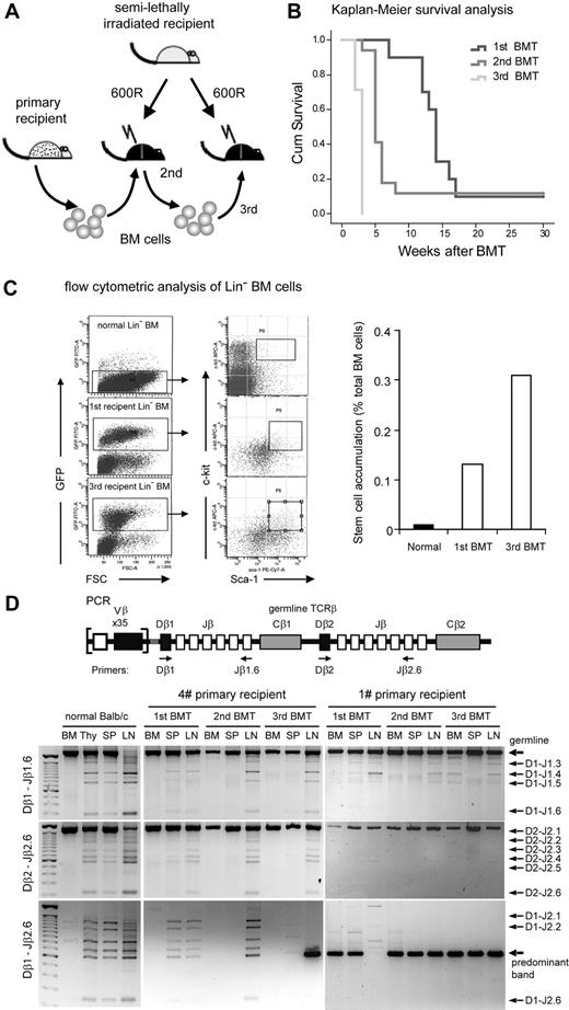 Figure 3. Leukemic stem cell accumulation and clonal expansion of T-lymphoma cells in serial ZNF198-FGFR1 transplantation recipients. (A) Schematic illustration of the experimental approach of serial transplantation of BM cells from primary leukemic mice. (B) Kaplan-Meier survival analysis of serially transplanted ZNF198-FGFR1 mice. The difference in survival between primary (1st BMT, n = 10), secondary (2nd BMT, n = 17), and tertiary (3rd BMT, n = 14) recipients is significantly different (P < .05, log-rank test). (C) Flow cytometric analysis of lineage-positive depleted BM cells shows hematopoietic stem cells (Lin− Sca-1+ c-Kit+) from normal BALB/c mice and leukemic stem cells (GFP+ Lin− Sca-1+ c-Kit+) from ZNF198-FGR1 recipients (left panel). The remarkable accumulation of leukemic stem cells was seen in primary and tertiary ZNF198-FGFR1 recipients (right panel). (D) Schematic representation showing the relative location of the PCR primers used to analyze the TCR locus (top panel). Gel electrophoresis of PCR products with 3 different sets of primers shows DJ arrangement of TCRβ in 2 representative serially transplanted ZNF198-FGFR1 mice (bottom panel). DNA from BM displays only one large band using either D1–Jβ1.6 or Dβ2–Jβ2.6 primer sets, reflecting no rearrangement. DNA from normal thymus (Thy), spleen (SP), and LN shows several smaller bands resulting from rearrangements between different Dβ1 and Jβ2.6 positions. In contrast, DNA from leukemic mouse BM, Thy, and SP shows only one or a few bands. Specifically, when using the Dβ1–Jβ2.6 primer sets, DNA from enlarged LNs of tertiary recipients shows only one predominant band (see arrow), indicating that lymphoma cells were monoclonal.